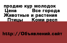 продаю кур молодок. › Цена ­ 320 - Все города Животные и растения » Птицы   . Коми респ.